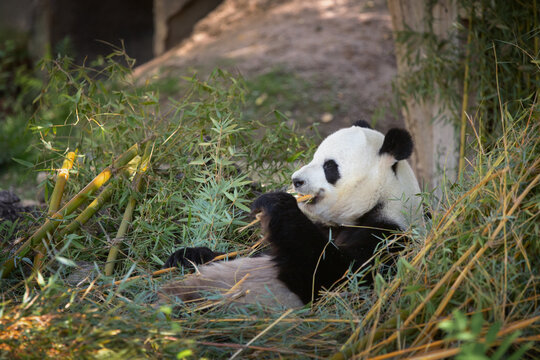 Giant Panda Eating Bamboo in its Natural Habitat
