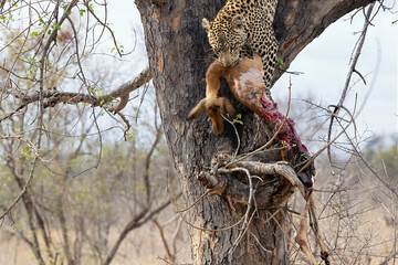 Fototapeta premium An angry leopard with a kill in the Timbavati, South Africa