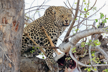 An angry leopard with a kill in the Timbavati, South Africa