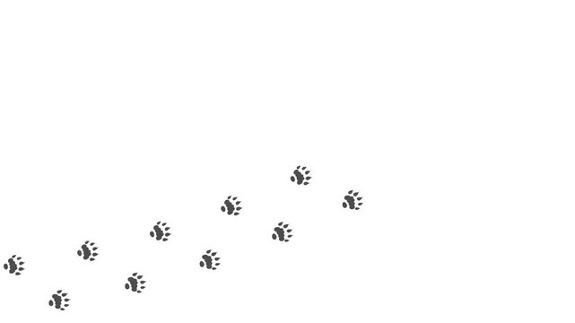 Animal paw prints. Footprints walking animal on a trajectory of movement. Otter paw prints on a white background.  4K.  Video