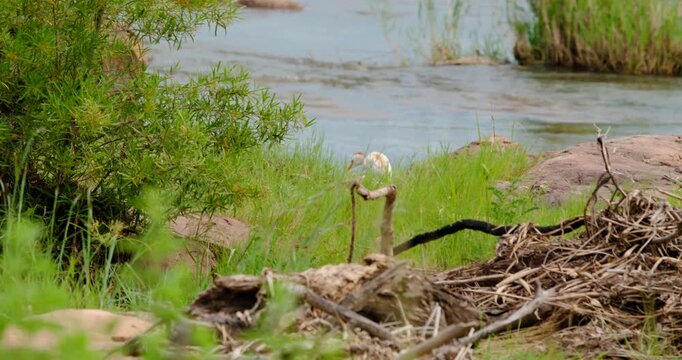 Cinematic shot of a Cattle Egret (Bubulcus ibis) in orange breeding plumage standing by a riverbank in Kruger National Park, South Africa. Wild bird in its natural savanna habitat. 4K footage