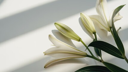 Fototapeta premium Delicate white lilies in soft light 