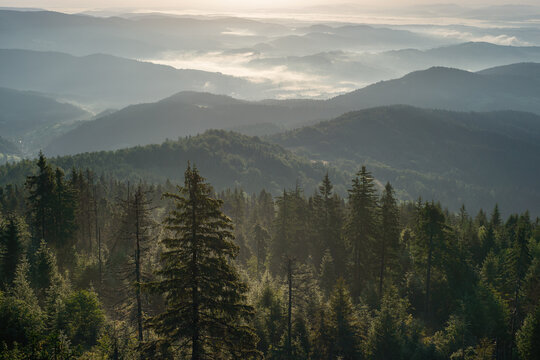 Misty mountain landscape in Gorce Mountains, Poland, seen from observation tower at sunrise with layered forested hills and foggy valleys