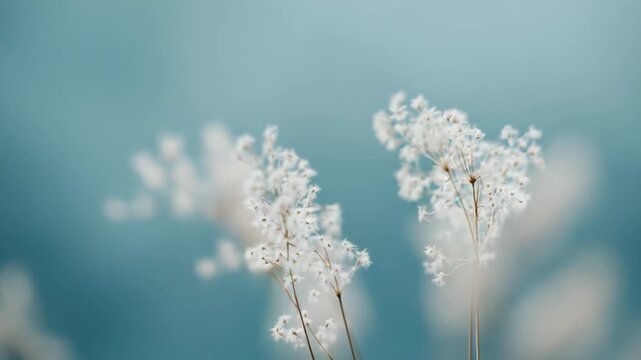 Delicate white dried flowers providing a sense of lightness and purity, abstract botanical elements standing out against a soft, unfocused blue background, creating a calm and serene atmosphere