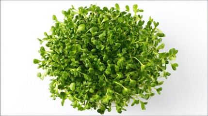 Naklejka premium Lush microgreens thrive in a dense arrangement presenting an appealing bright green appearance against a stark white background ideal for salads or garnishes.