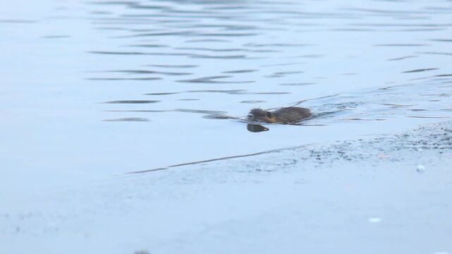 Individuals of nutria Myocastor coypus looking for food on winter time river