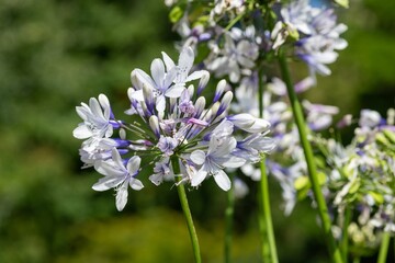 Fototapeta premium Close up of purple and white agapanthus (agapanthus praecox) flowers in bloom
