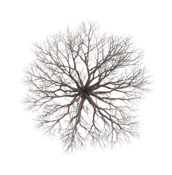 PNG Intricate tree branches pattern overhead.