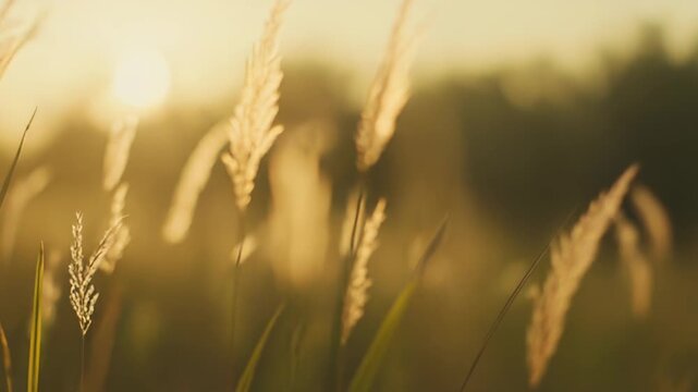 Warm sunlight filtering through a field of dry pampas grass during golden hour, creating a tranquil and serene natural scene with a soft, glowing atmosphere