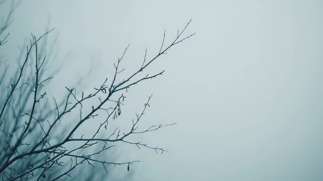 Bare tree branches with a subtle touch of frost standing against a soft, muted grey blue sky, creating a tranquil and minimalistic winter scene with ample copy space