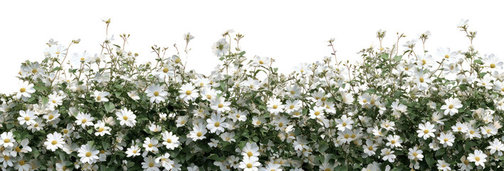 PNG White daisy flowers bush border daisies background white daisies. © Rawpixel.com