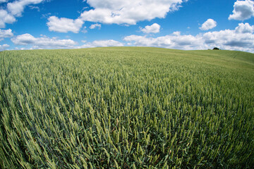 Green Wheat Field under Blue Sky with Clouds, Wide Angle View