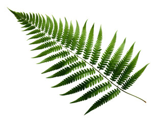 PNG Fern leaf plant
