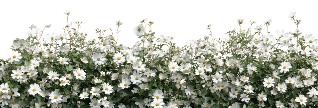 PNG White daisy flowers bush border daisies background white daisies.