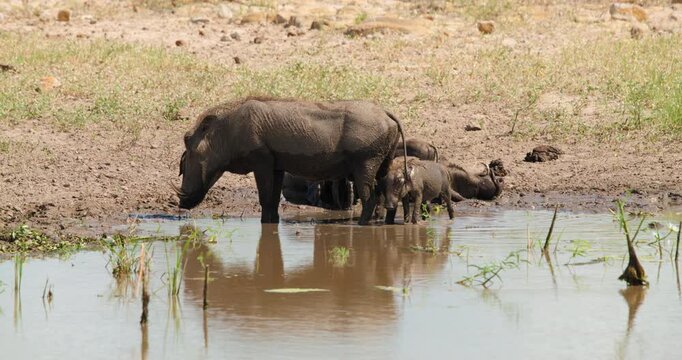 Cinematic close-up of warthog piglets nursing from their mother in Kruger National Park. Intimate wildlife behavior shot of a female warthog feeding her young by waterhole in the sunny African savanna