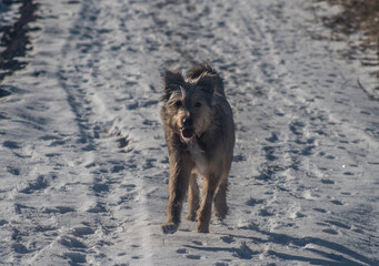 Scruffy Dog Running on Snowy Winter Path