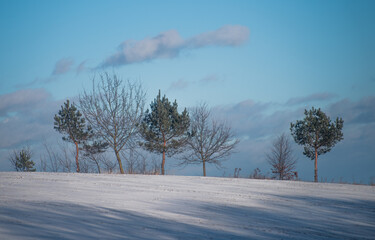Minimalist Winter Landscape with Trees and Blue Sky