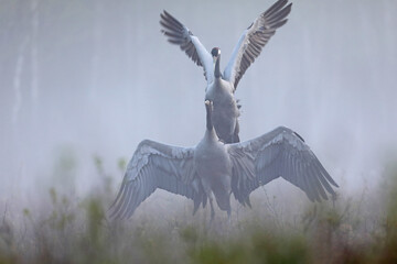 Żuraw (Grus grus), crane © Bartosz Rakoczy