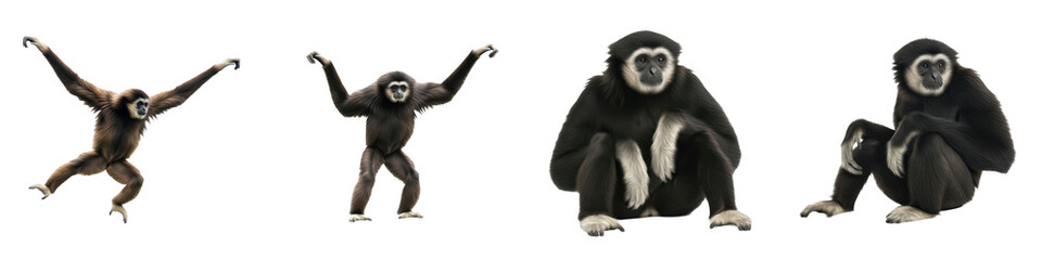 Fototapeta premium Set of Gibbon Full Body Poses in Various Angles, Primate Wildlife Animal Collection Isolated on White, PNG Oil Paint