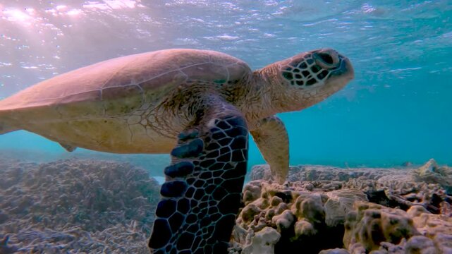 Slow motion video of a green sea turtle swimming calmly in a clear lagoon at Lady Elliot Island, Great Barrier Reef, Queensland, Australia.