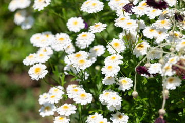 Obraz premium Close up of feverfew (tanacetum parthenium) flowers in bloom