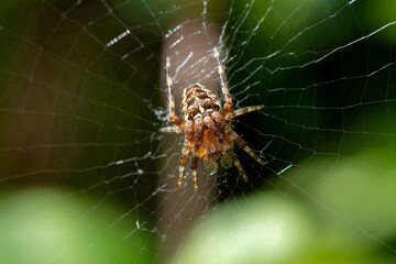 Macro shot of a European garden spider (araneus diadematus) in a web