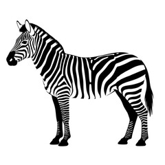 Obraz premium Black and white zebra illustration isolated on white background