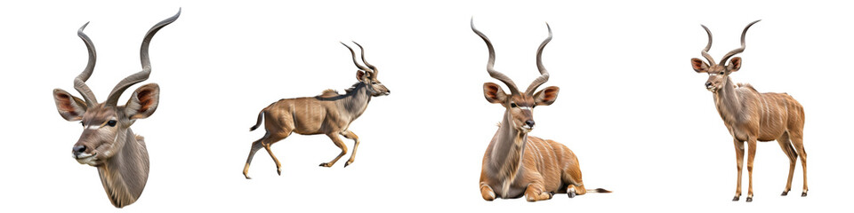 Set of Kudu Head Portrait and Full Body Poses in Various Angles, African Wildlife Animal Collection Isolated on White, PNG Oil Paint