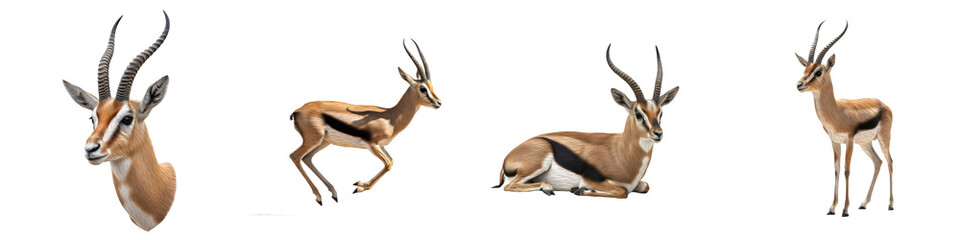 Fototapeta premium Set of Gazelle Head Portrait and Full Body Poses in Various Angles, African Wildlife Animal Collection Isolated on White, PNG Oil Paint