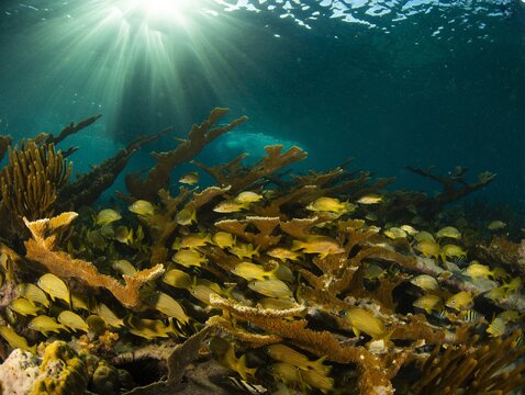 Large colony of Elkhorn coral, while yellow grunts take refuge among its branches