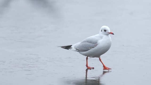 Ducks, gulls and coots competiting for food on winter river in Europe