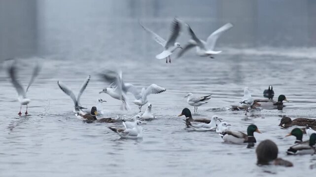 Ducks, gulls and coots competiting for food on winter river in Europe