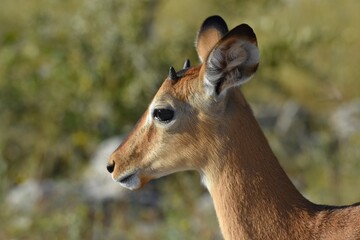 Fototapeta premium Junges Schwarznasen-Impala im Etoscha Nationalpark