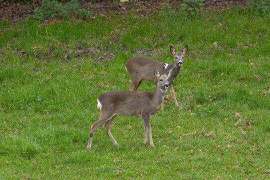 Roebucks open-eyed in a green meadow. European biodiversity.