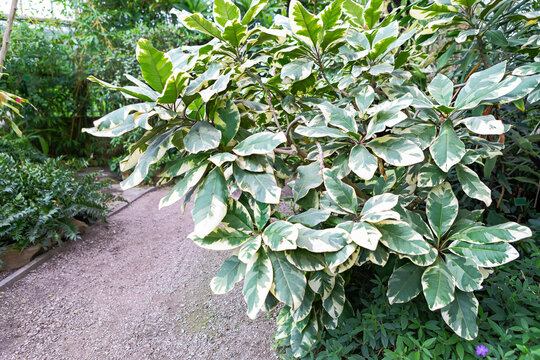 Lush greenery euonymus flourishes along a winding garden path in soft morning light