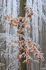 Detail of unfallen leaves on a beech tree covered in hoarfrost from freezing fog