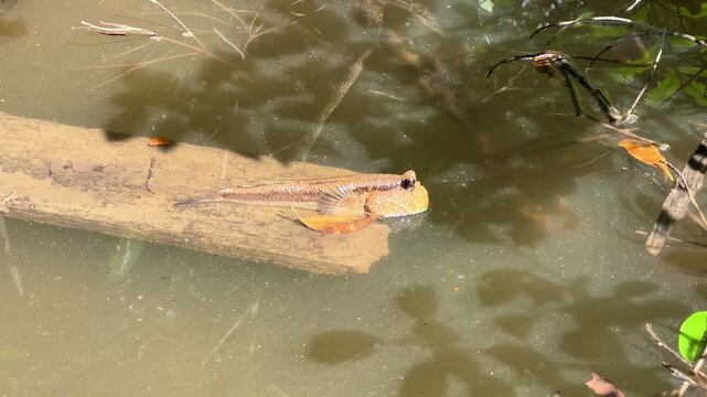 Mudskippers are a genus of ray-finned fish in the Oxudercidae family of the Gobioidei order. Malaysia. Fish in the mangrove forests of Labuk Bay Nature Reserve in Borneo. 4К