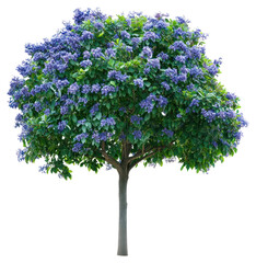 Obraz premium PNG Blue flowers green tree blossoms photography botanical.