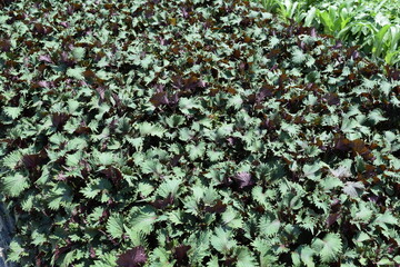 シソ畑 葉物野菜