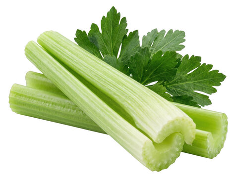 Fresh crisp celery stalks with green leaves studio shot