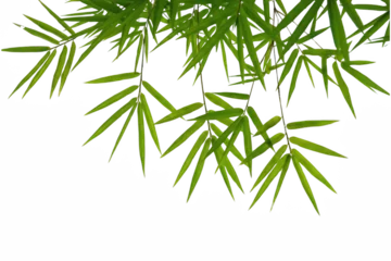 Fototapeten Bambus Lush Foliage of Bamboo Branches on a Deeply Shaded Field  © md