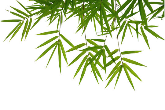 Lush Foliage of Bamboo Branches on a Deeply Shaded Field