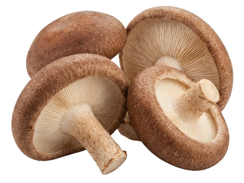 Close up of four fresh brown shiitake mushrooms showing caps gills and stems