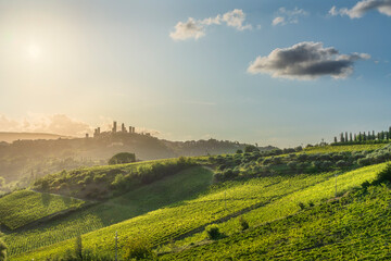 Naklejka premium San Gimignano Skyline and Vineyards at Sunset, Tuscany