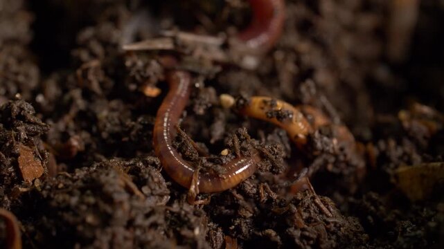 Earthworms aerating moist compost soil