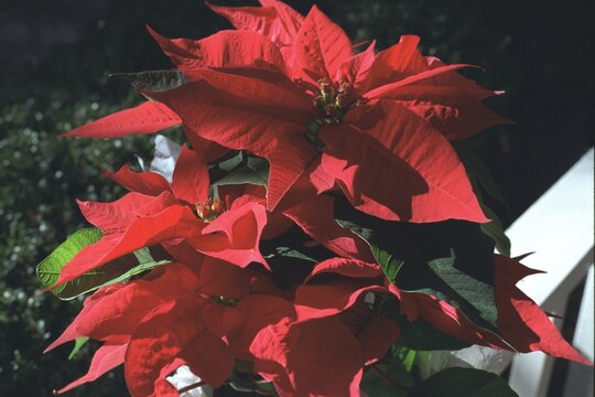 Euphorbia pulcherrima - Poinsettia
