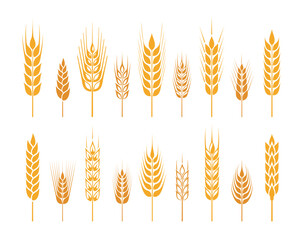 Fototapeta premium Wheat ear. Set of cereal signs and symbols. Wheat icons set. Grain, ear of wheat and wreath. Organic wheat, bread agriculture and natural eat, rice isolated on white background. Isolated silhouette. V