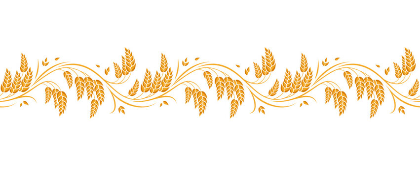 Ear of wheat and wheat grain.  Organic wheat, bread agriculture and natural eat, barley, rye or rice millet. Agricultural background template. Seamless pattern. Isolated on white background. Vector