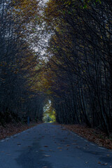Autumn tree tunnel road © MiguelA