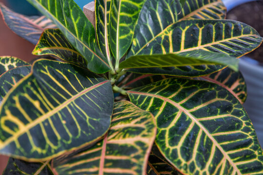 Sanchezia speciosa Leonard. Variegated green leaves with yellow veins on them, on the green backgrounds.